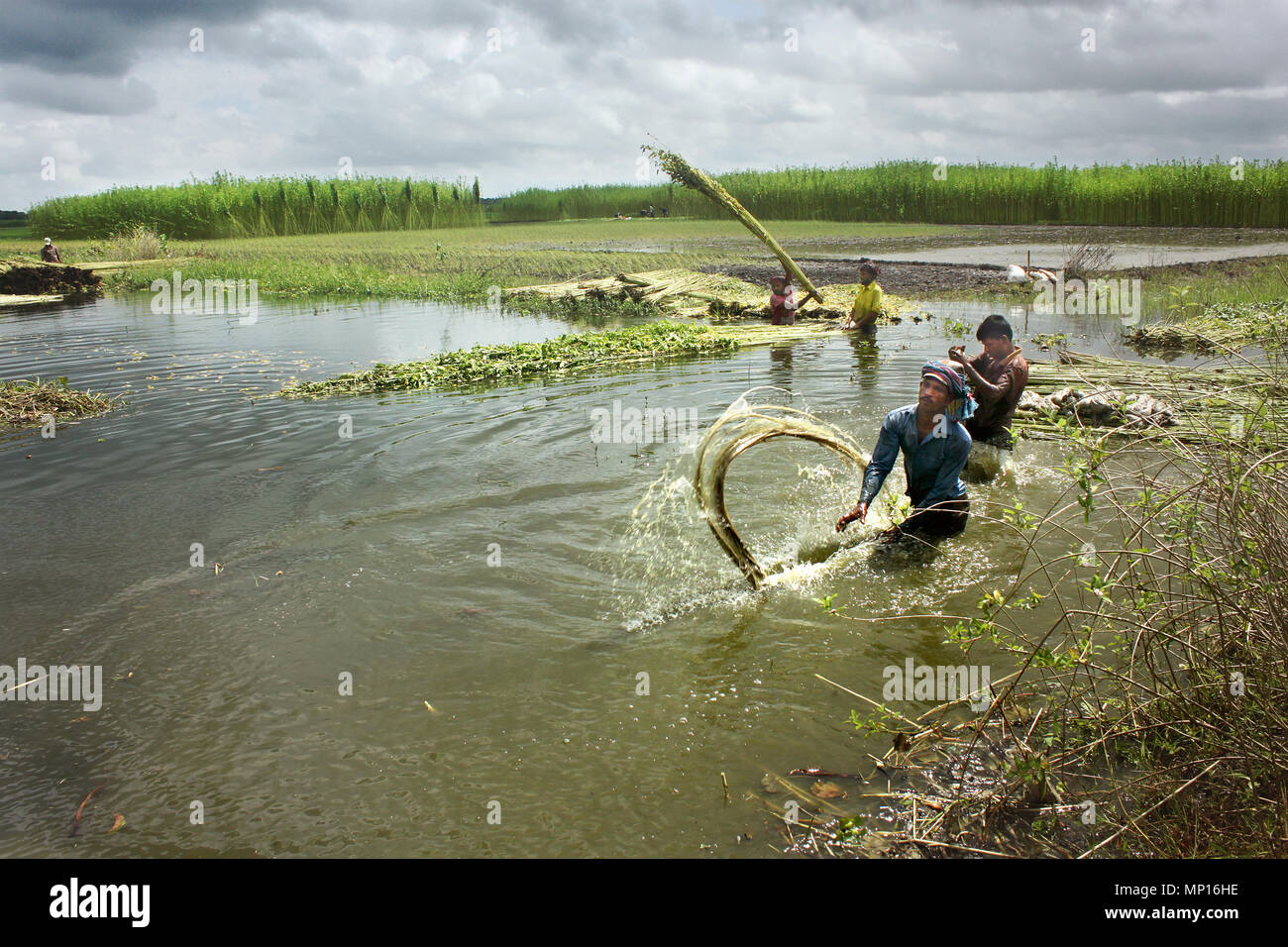 Jute cultivation hi-res stock photography and images - Alamy
