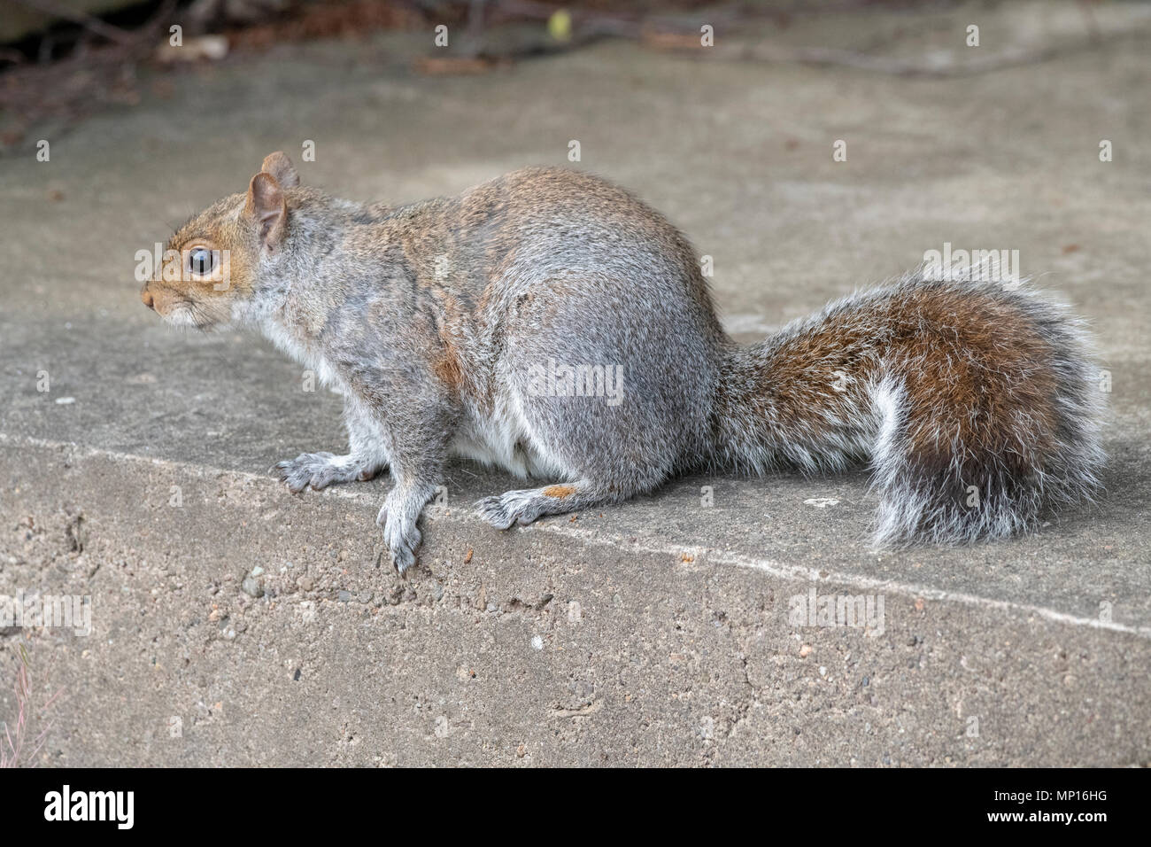 Wikd Squirrel Wild Squirrel in Edinburgh Zoo Stock Photo - Alamy