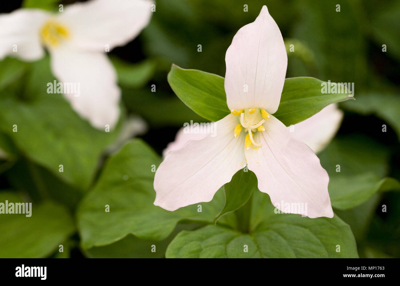 Trillium grandiflorum 'Wisconsin form’ flowers. Stock Photo