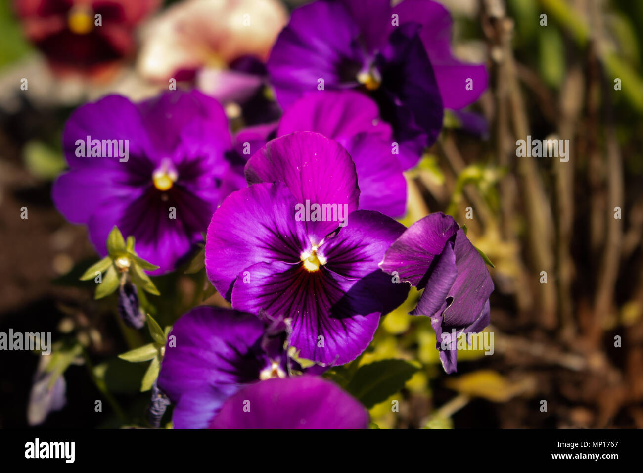 Vibrant purple or mauve pansies Stock Photo