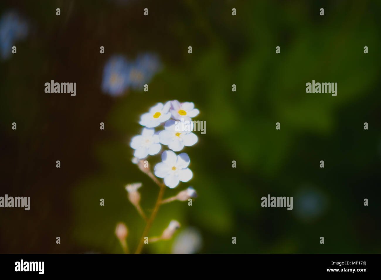 Minimalist pastel blue forget me not flower Stock Photo