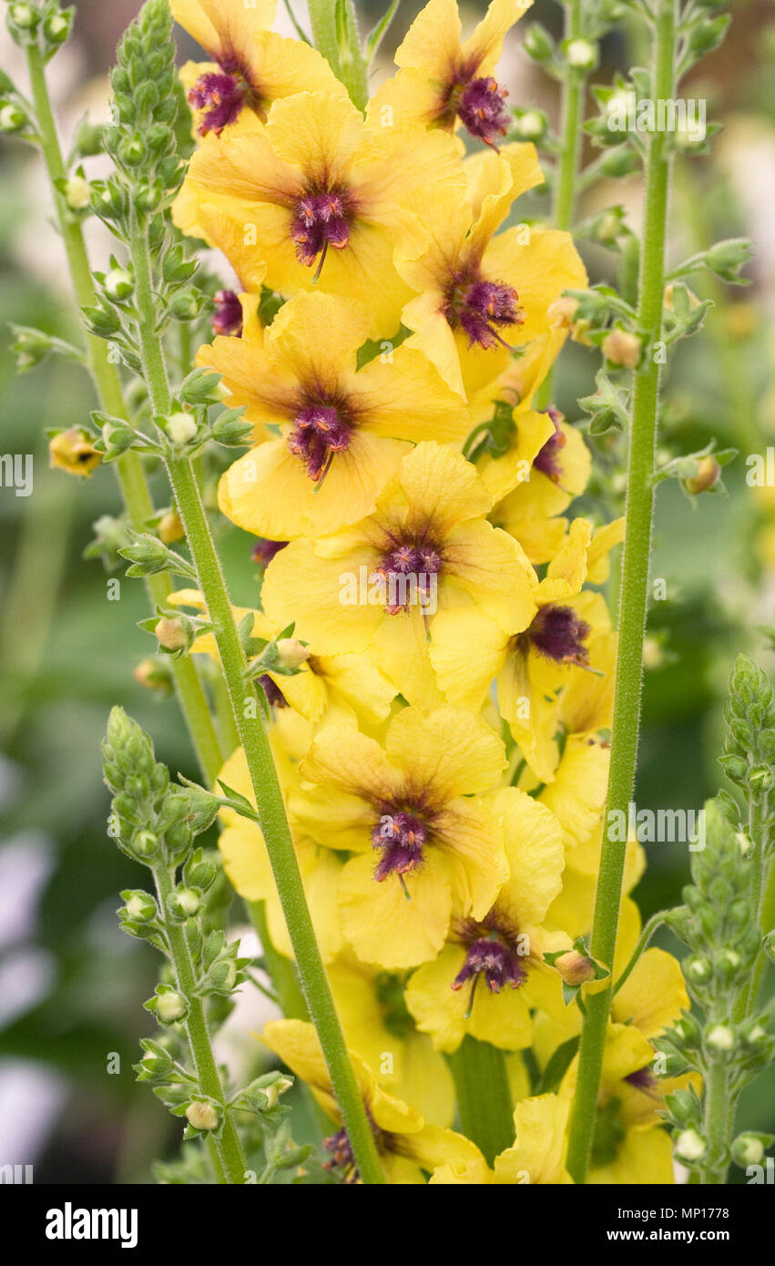 Verbascum 'Cotswold Queen' flowers. Stock Photo