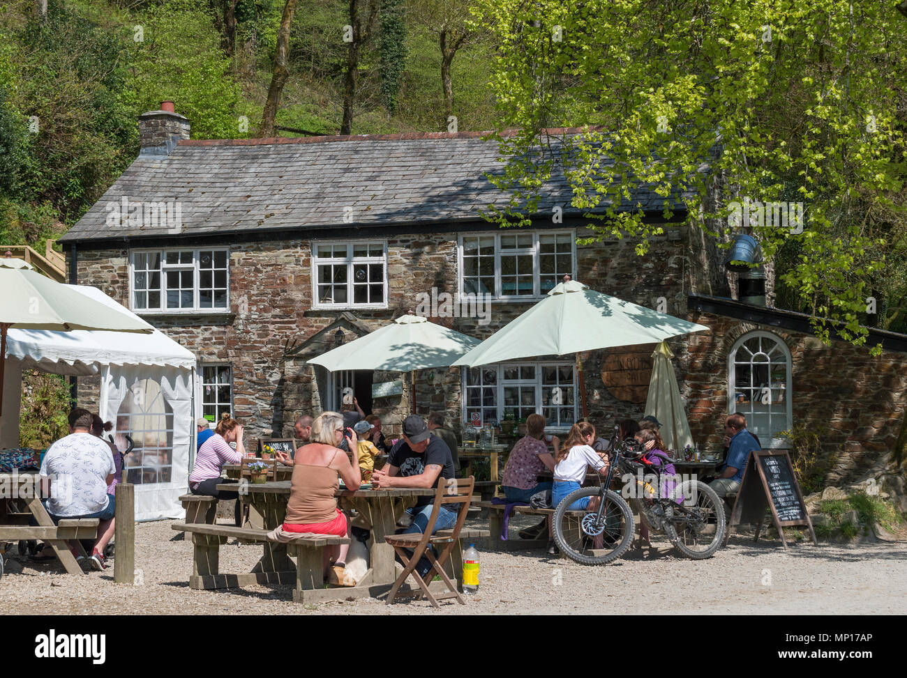 visitors, people, tourists at the cafe in cardinham woods, cornwall, england, britainb, uk, Stock Photo