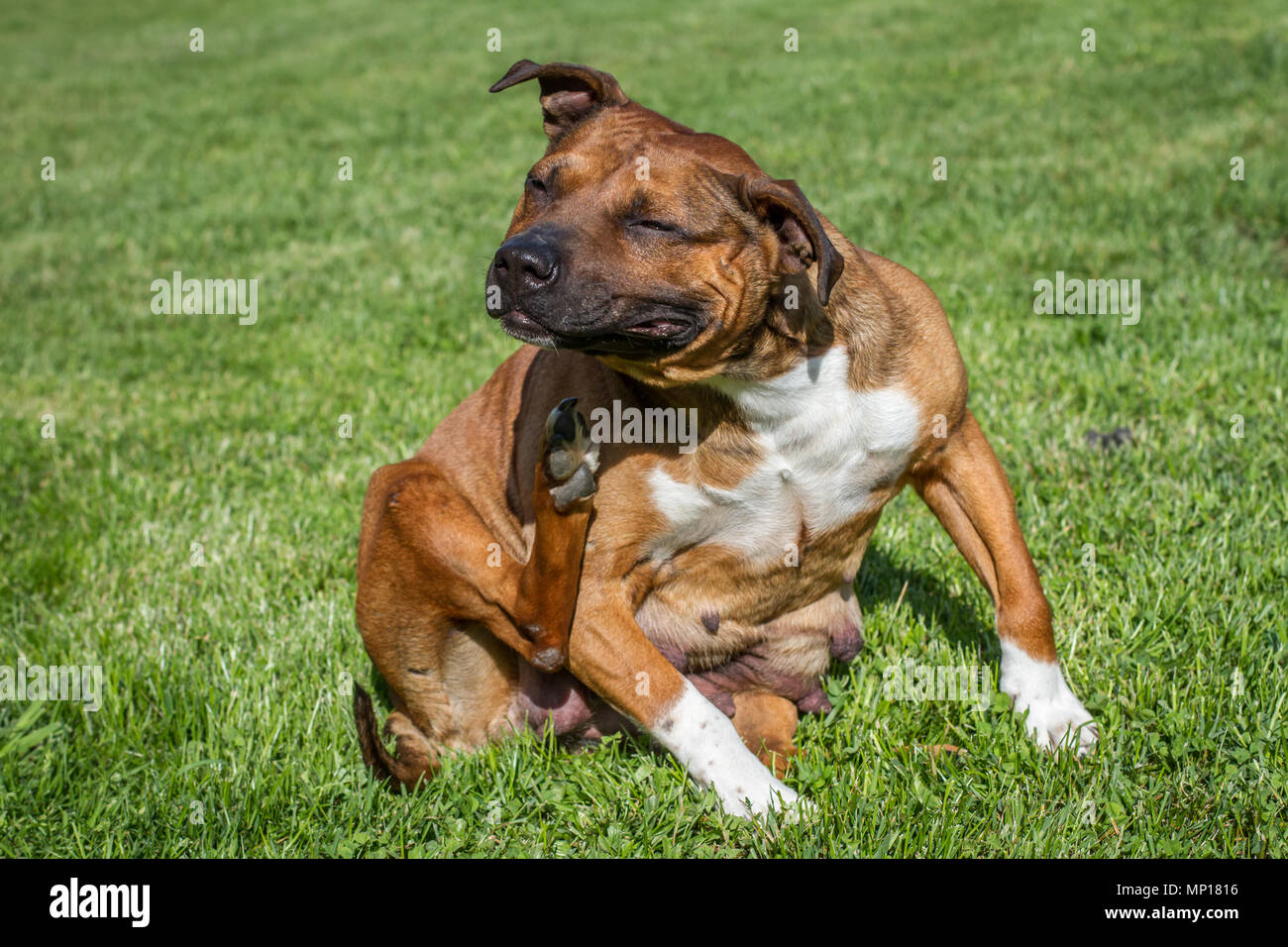 Gravid female dog sitting on a meadow Stock Photo