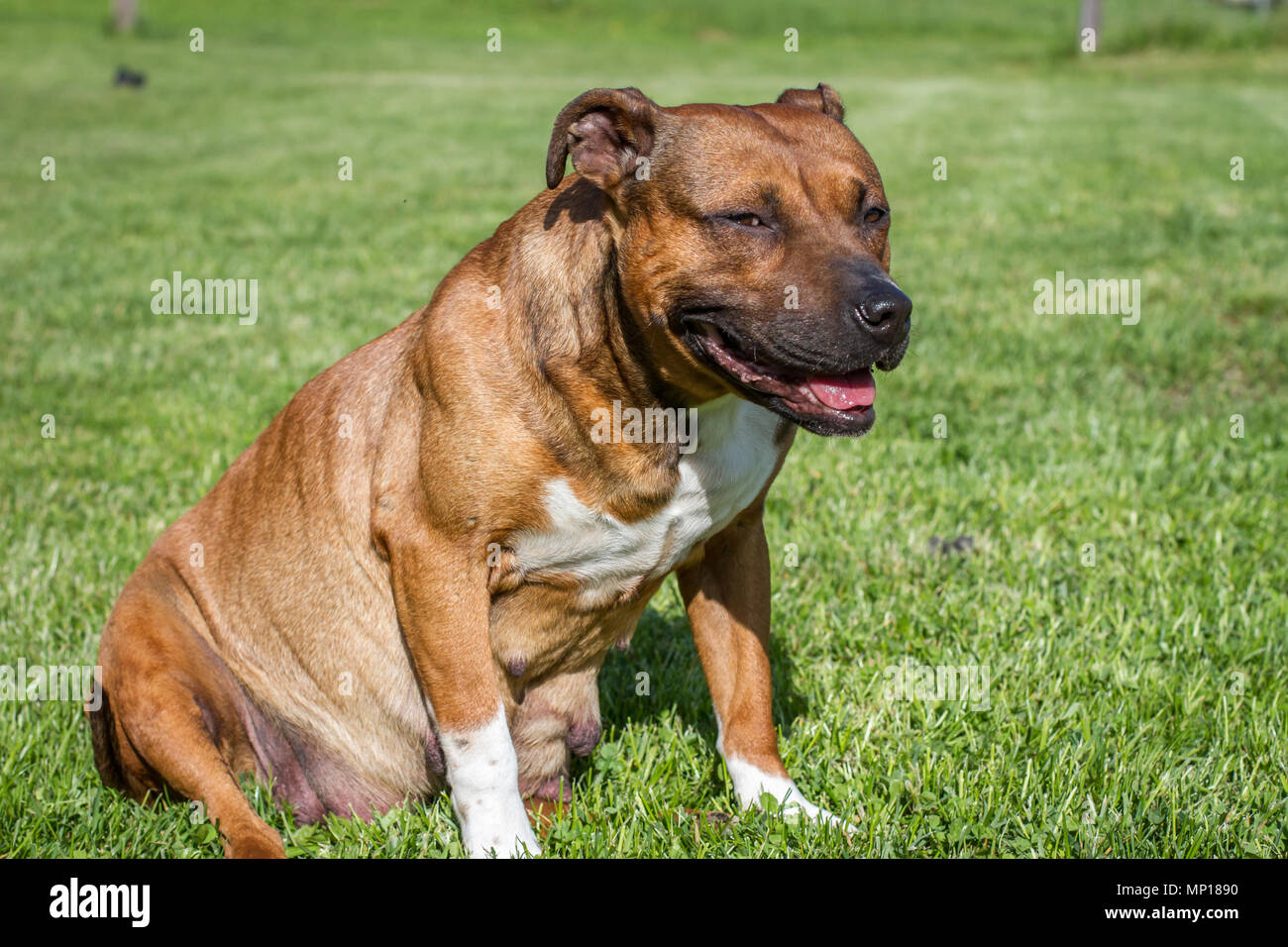 Gravid female dog sitting on a meadow Stock Photo