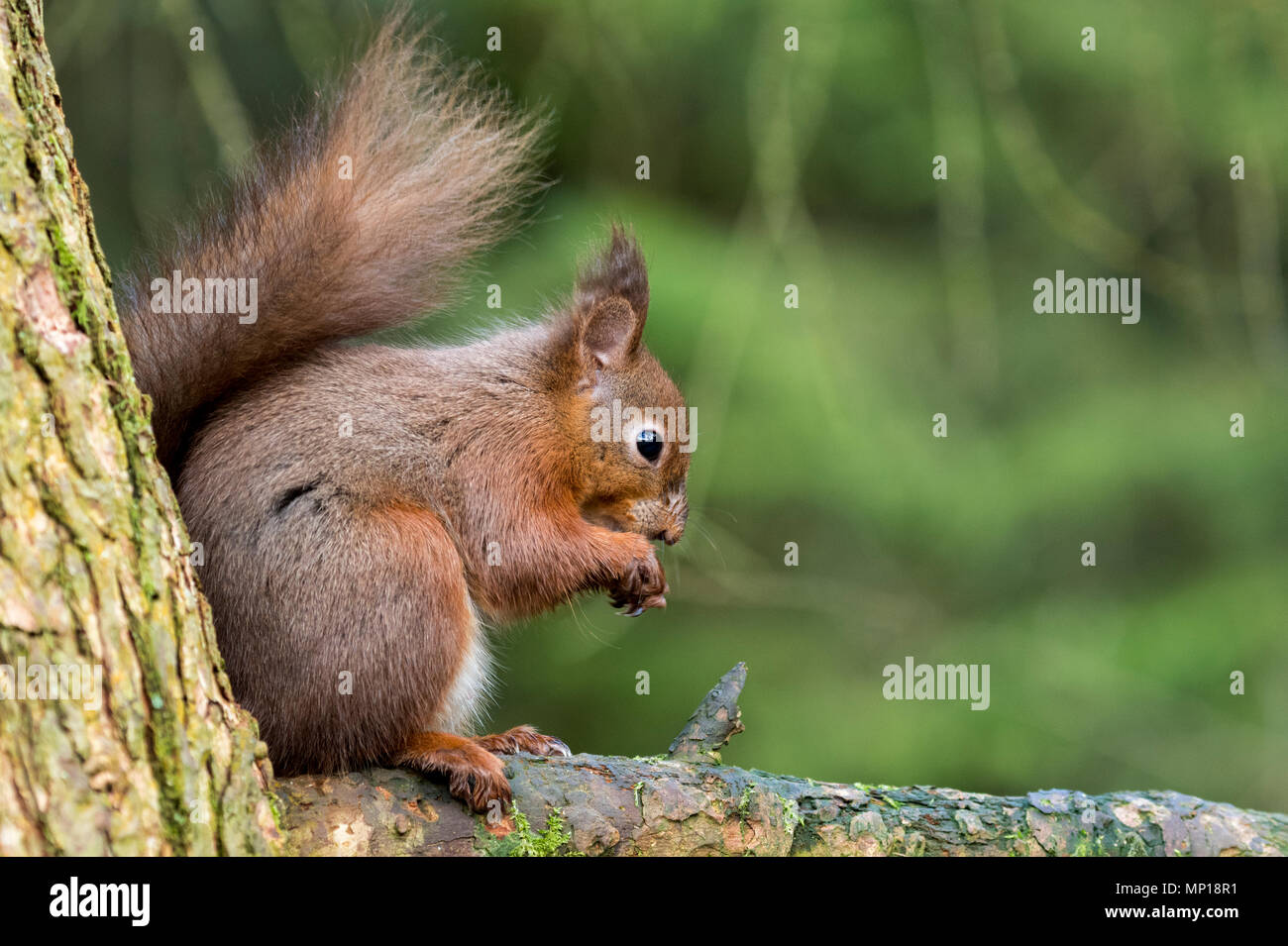 Single, cute red squirrel sitting, eating high on branch, tail curled behind - Snaizeholme Red Squirrel Trail, by Hawes, Yorkshire Dales, England, UK. Stock Photo