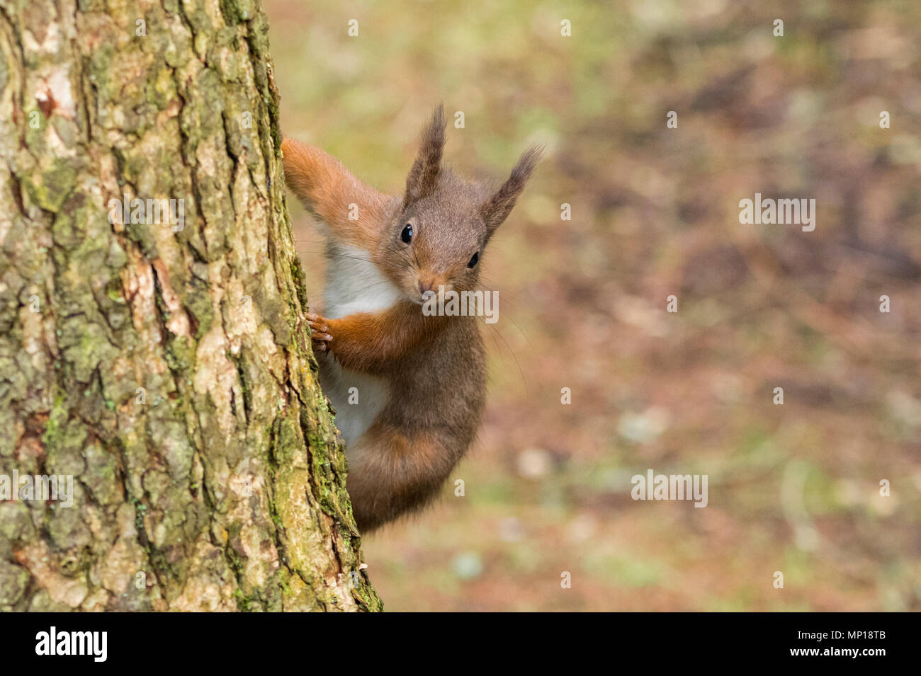 Single, cute red squirrel clinging to tree trunk & cheekily peeping round - Snaizeholme Red Squirrel Trail, near Hawes, Yorkshire Dales, England, UK. Stock Photo