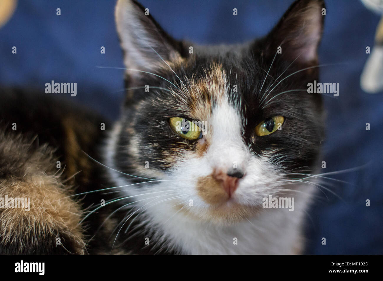 Domestic cat in piebald color lying on a chair in the house (Felis catus) Stock Photo