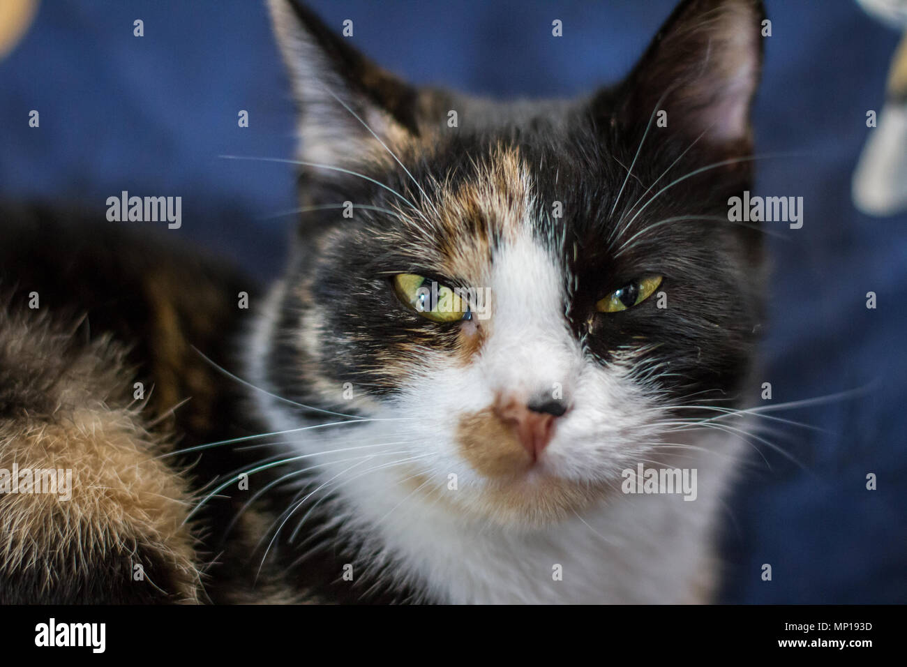 Domestic cat in piebald color lying on a chair in the house (Felis catus) Stock Photo