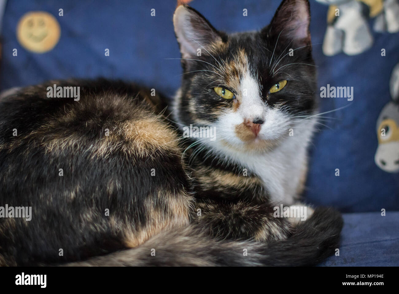 Domestic cat in piebald color lying on a chair in the house (Felis catus) Stock Photo