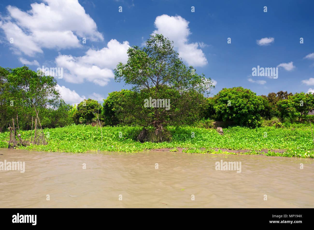 Aquatic plants asia hi-res stock photography and images - Alamy