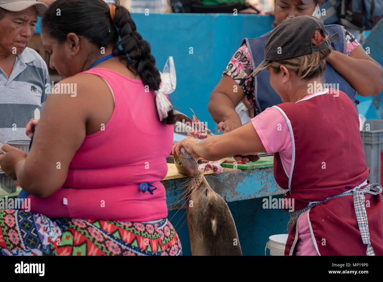 Sea lion reaching for a fish head at a market in Puerto Ayora, Santa Cruz Island, Galapagos Islands, Ecuador. Stock Photo