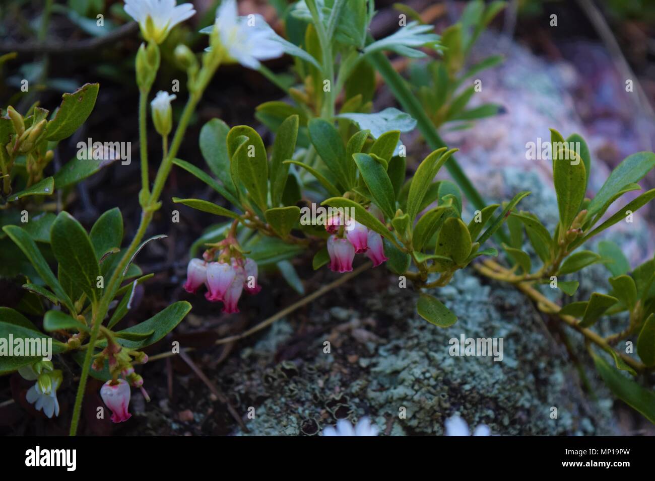 Plant life with white flowers and pink flowers growing on a boulder with lichen in springtime in