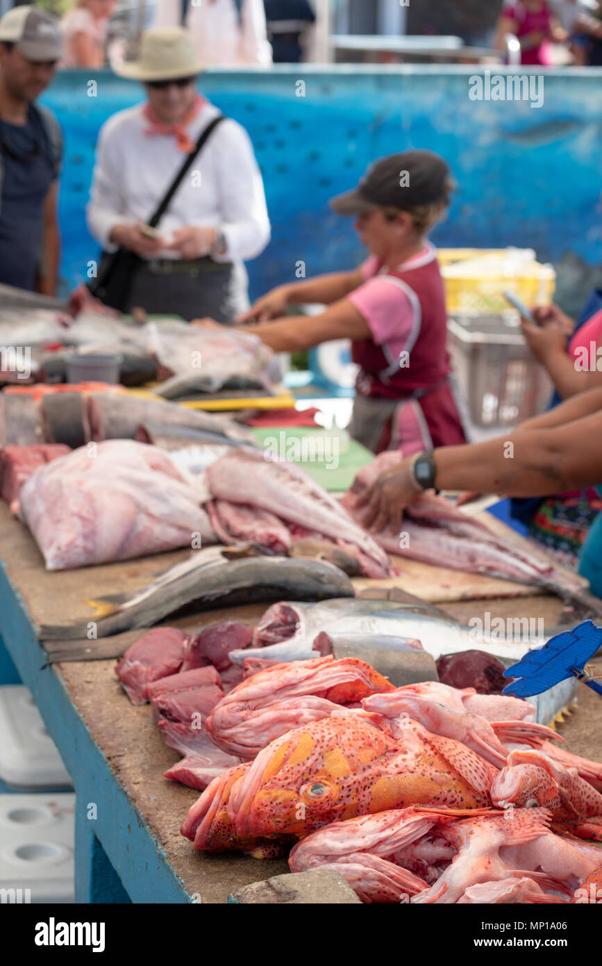 Fish market in Puerto Ayora, Santa Cruz Island, Galapagos Islands