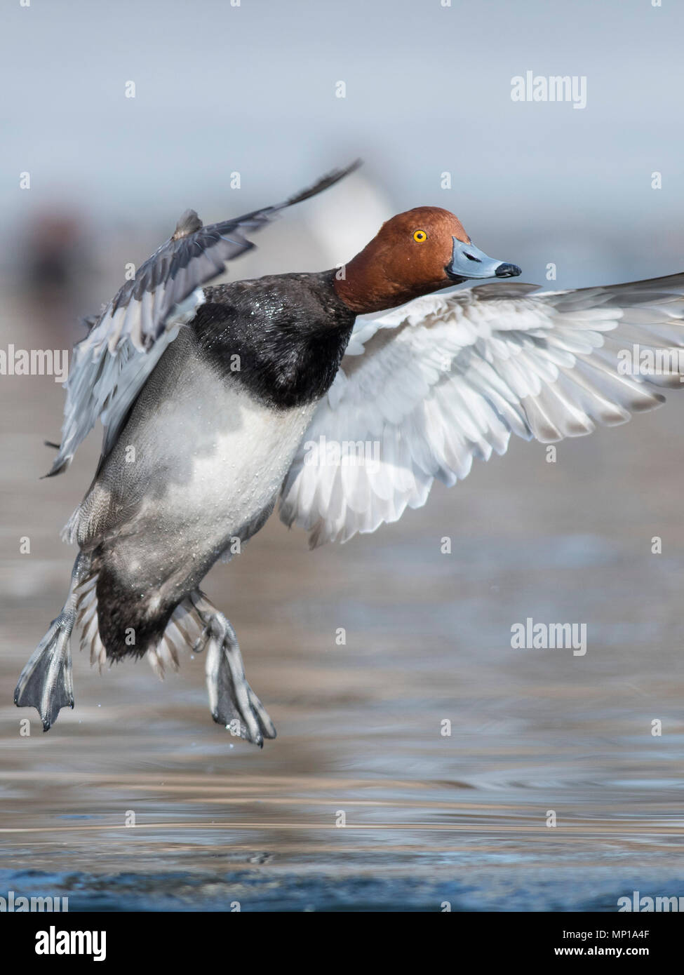 Redhead Duck Flying