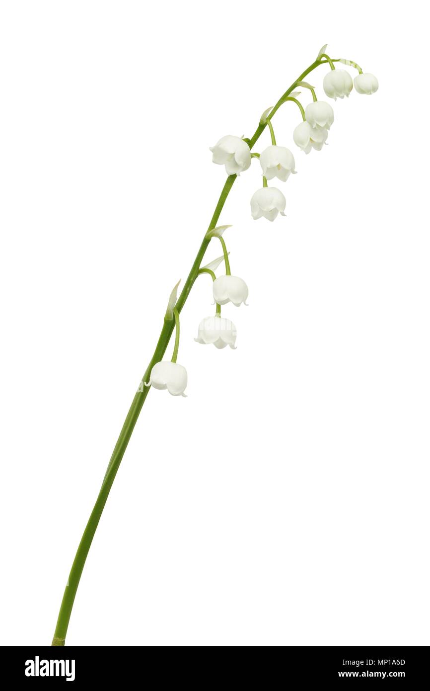 Lily of the valley - flowers isolated on white background Stock Photo ...