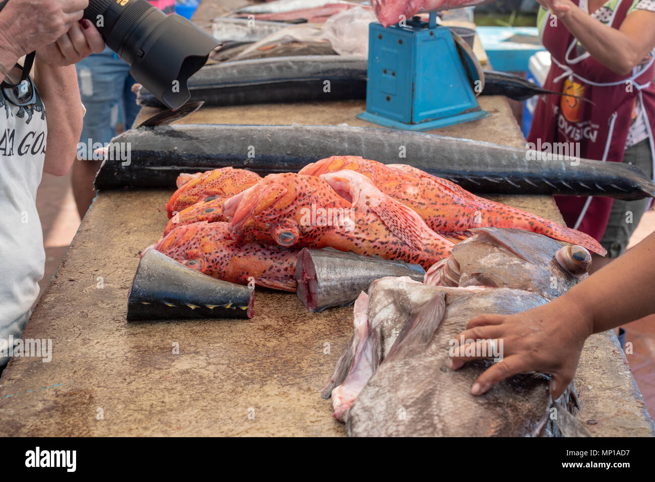 Photographer taking picture fish being processed cut the fish market in Puerto Ayora, Santa Cruz Island, Galapagos Islands, Ecuador. Stock Photo