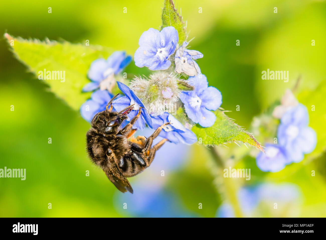 Honey bee collecting nectar from forget me not flowers on british meadow in spring.Stunning wildlife uk.Natural world conservation.Nature Uk. Stock Photo