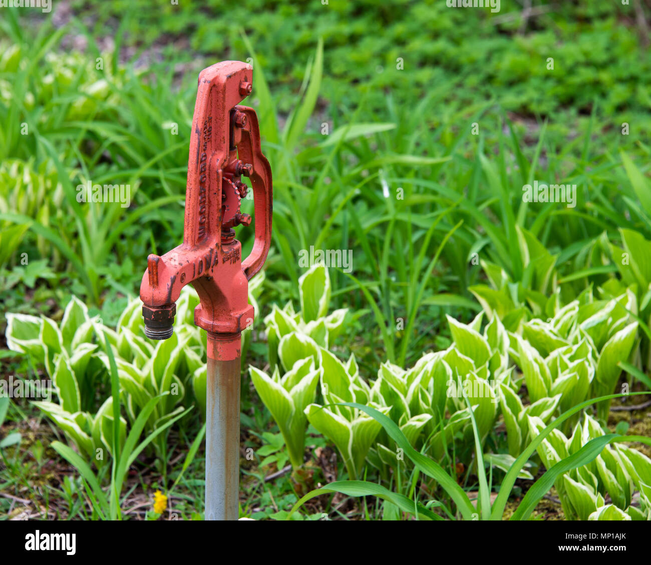 A Woodford Freezeless Yard Hydrant in a garden on Osborne Point in Speculator, NY USA Stock