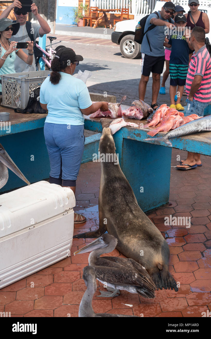 Sea lion grabbing a piece of fish at a fish market in Puerto Ayora, Santa Cruz Island, Galapagos Islands, Ecuador. Stock Photo