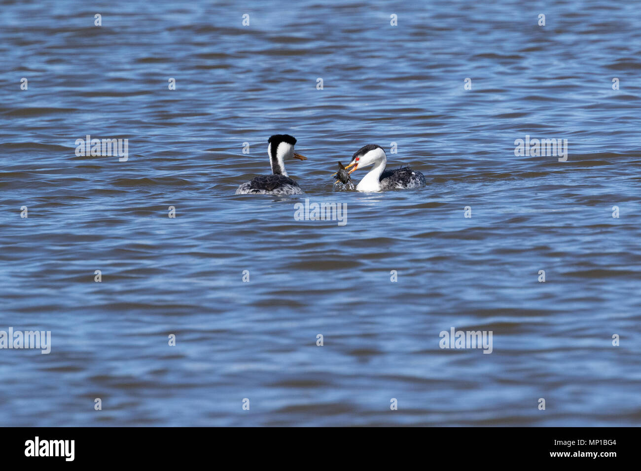 Clark's Grebe, Putnam's Point, Oregon. Pairbondi is augmented by the
