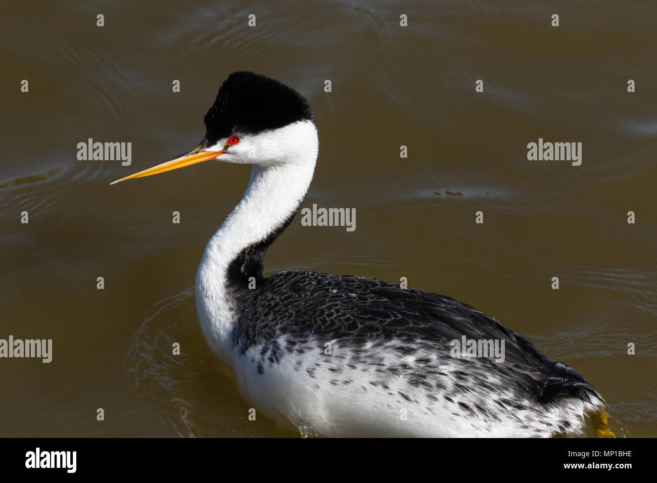Clark's Grebe, Putnam's Point, Oregon. Less common than the Western Grebe, they breed south into northern and central Mexico. Stock Photo
