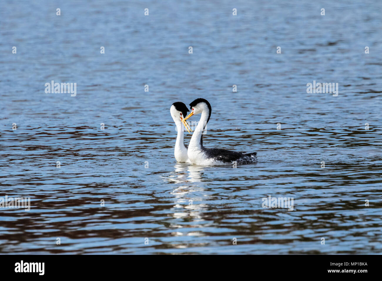 Clark's Grebe, Putnam's Point, Oregon. They gather here in the spring