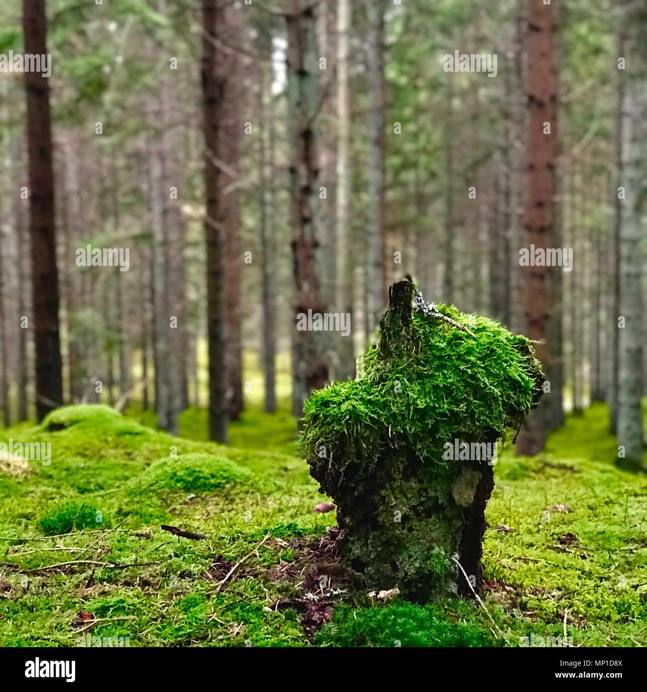 Tree stump in the middle of the forest covered with moss and with ...