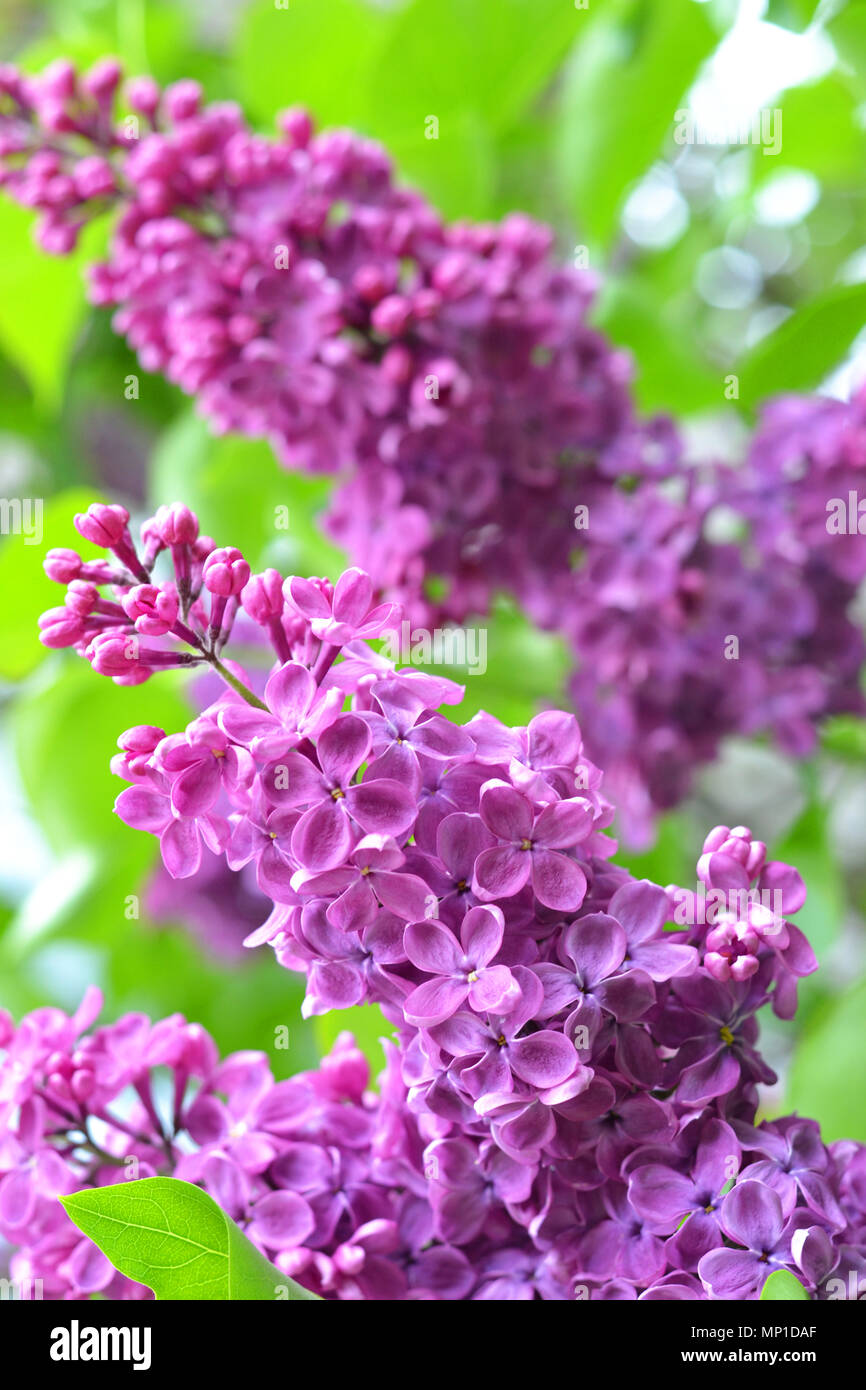 Lilac blooms in spring Stock Photo