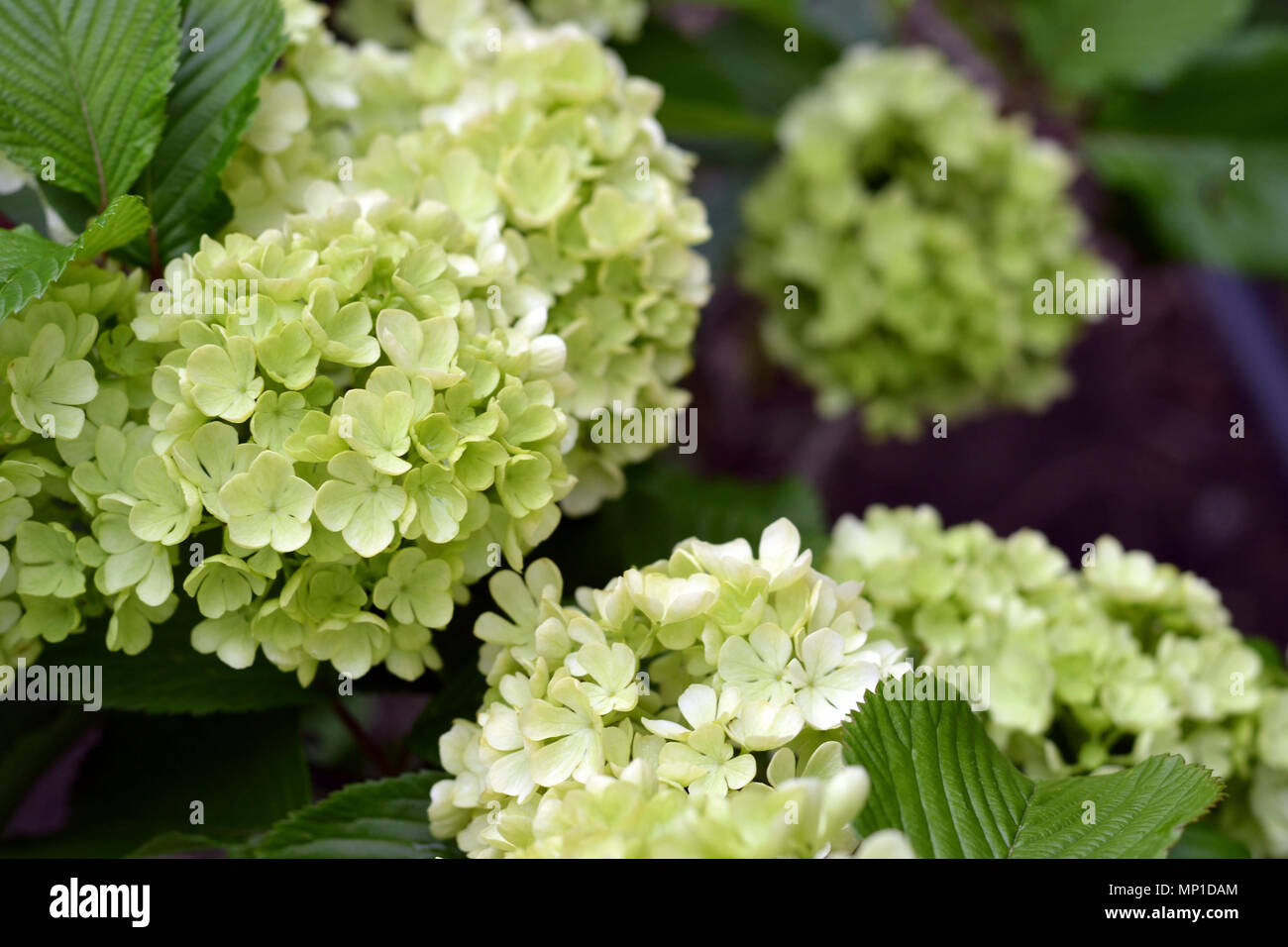 Snowball Bush blooming in Spring Stock Photo Alamy