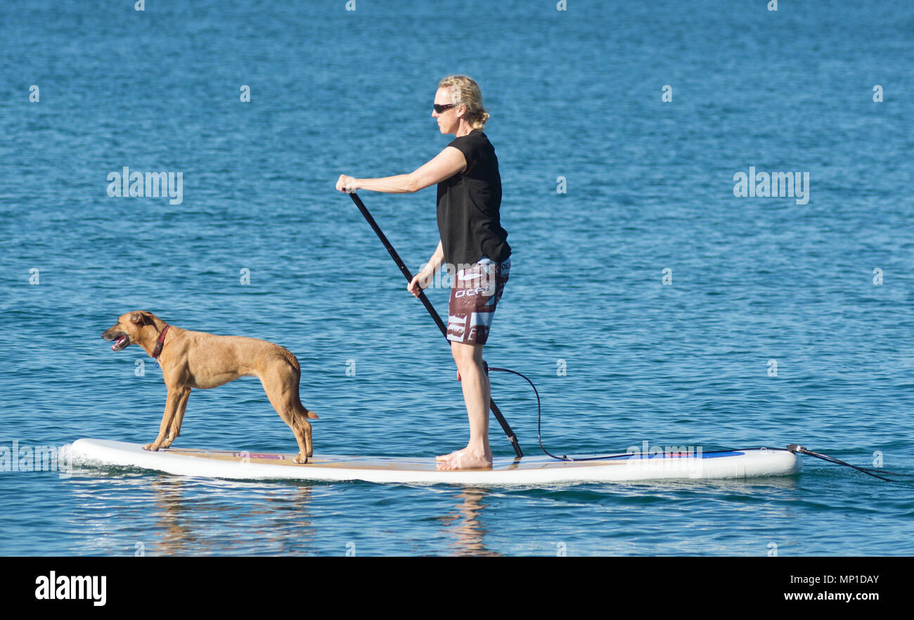 Dogs on Paddle boards Stock Photo Alamy
