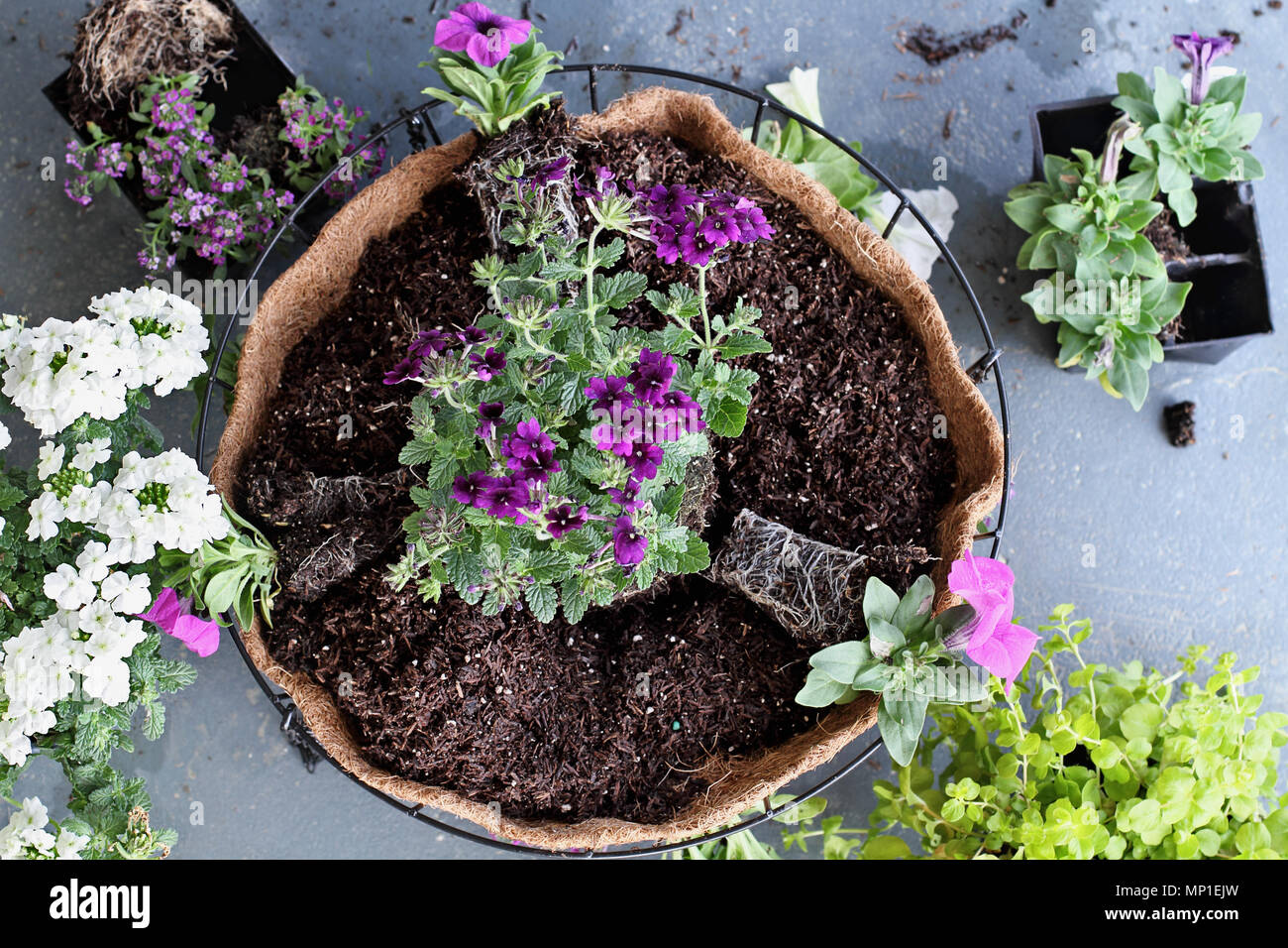 Demonstration of how to plant a hanging basket or pot of flowers. Flowers include Verbena, Petunias, Creeping Jenny and Alyssum. Image shot from above Stock Photo