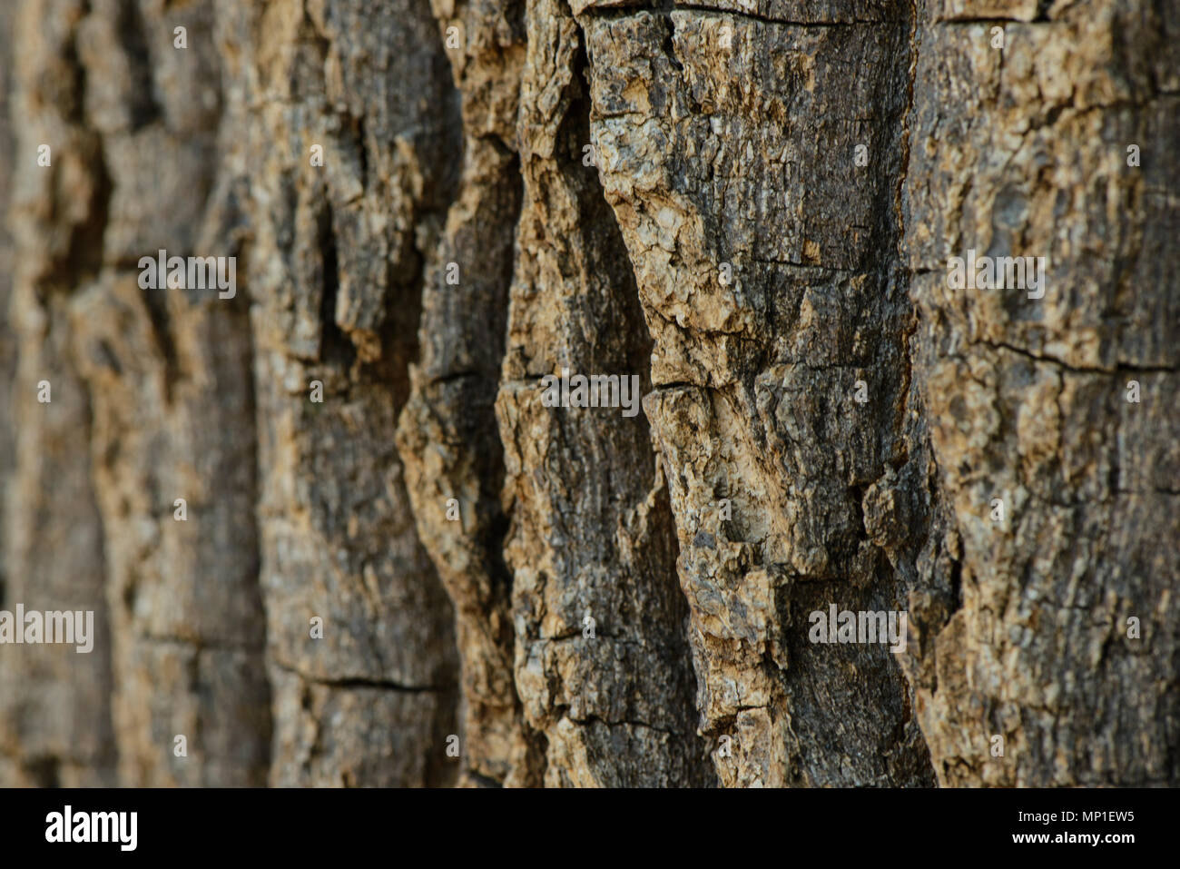 Brown tileable texture of the old tree Stock Photo