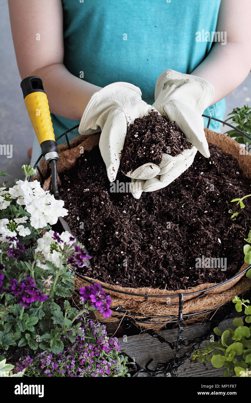 Demonstration of a young female giving a tutorial on how to plant a hanging basket or pot of flowers. Flowers include Verbena, Petunias, Creeping Jenn Stock Photo