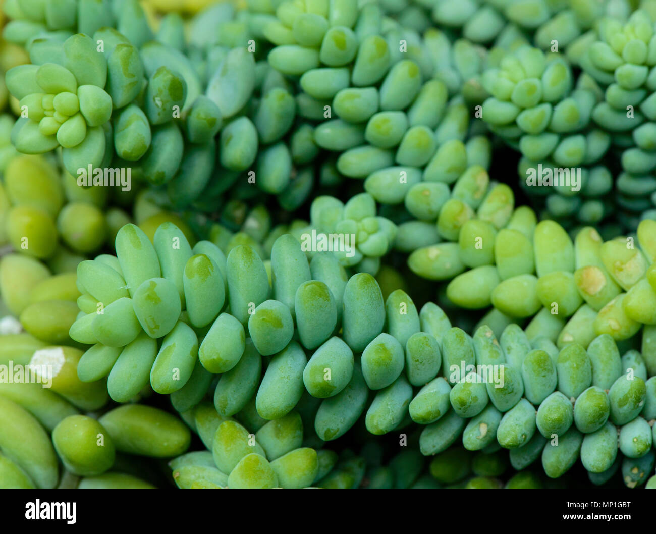 Sedum morganianum is a species of flowering plant in the family Crassulaceae, native to southern Mexico and Honduras Stock Photo