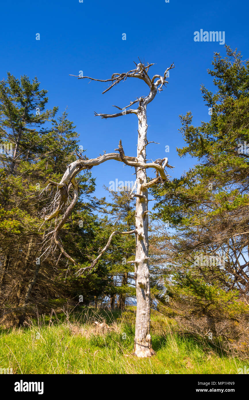 Dead pine tree trunk hires stock photography and images Alamy