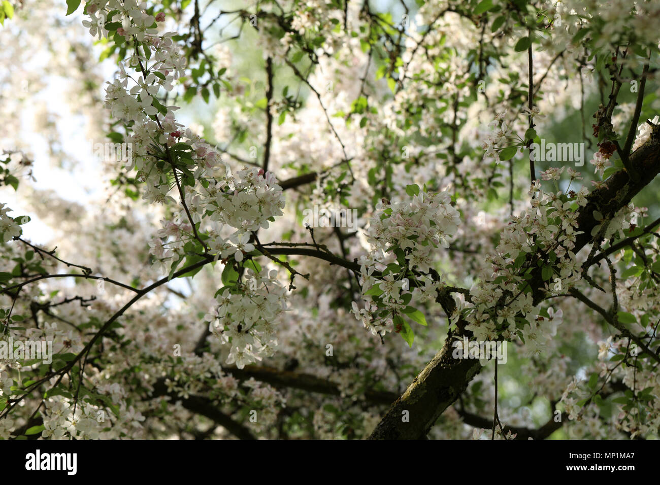 Fruit tree blossom Stock Photo Alamy