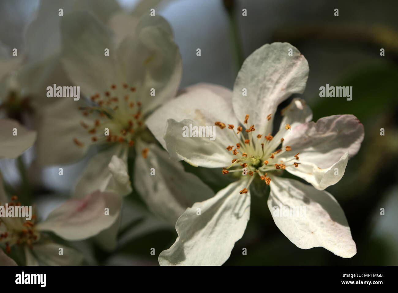 Fruit tree blossom Stock Photo Alamy