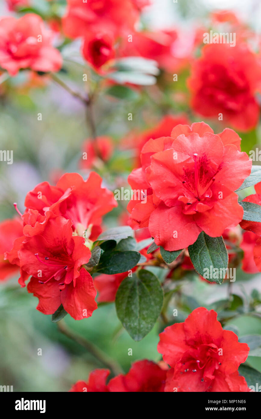 Dwarf azaleas hi-res stock photography and images - Alamy