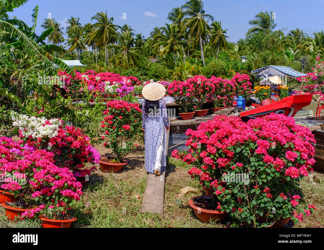 People at Bougainvillea flower plantation in Mekong Delta, Vietnam. Stock Photo