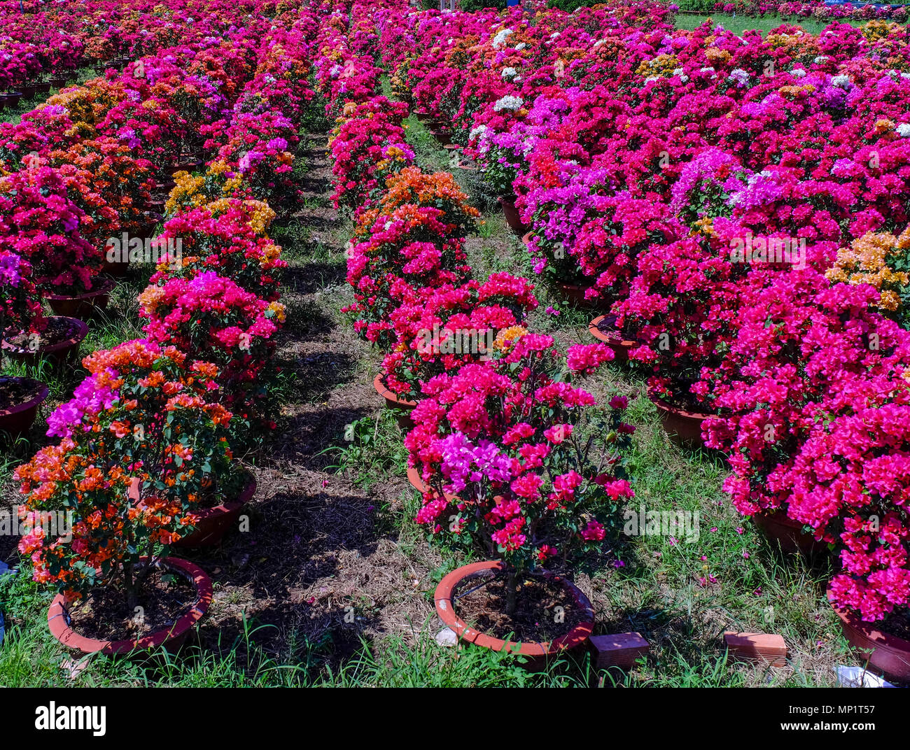 Bougainvillea flower plantation at spring time in Can Tho, Vietnam. Stock Photo