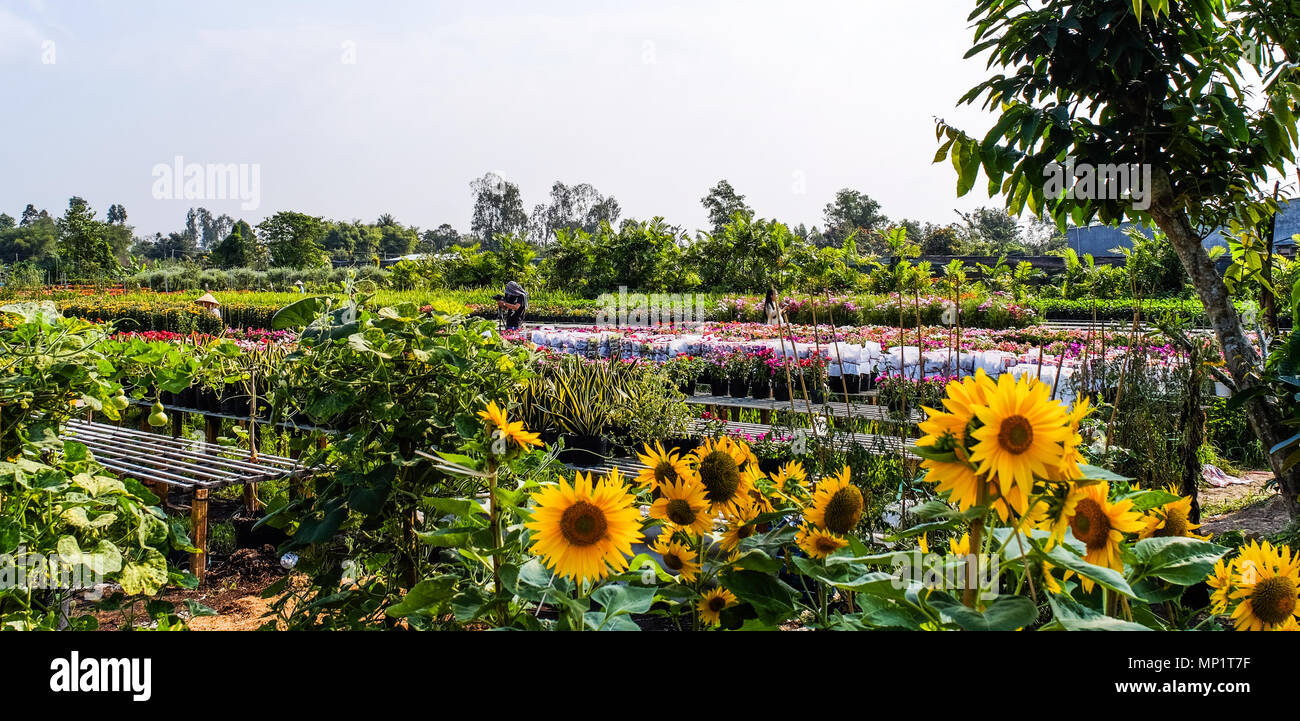 Flower garden at spring time in Can Tho, Vietnam. Stock Photo