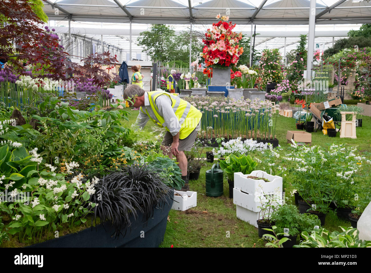 London, UK. 20th May 2018. Last minute preparations in the Great Pavilion for tomorrow’s opening of the Chelsea Flower Show. Credit: Ellen Rooney/Alamy Live News Stock Photo