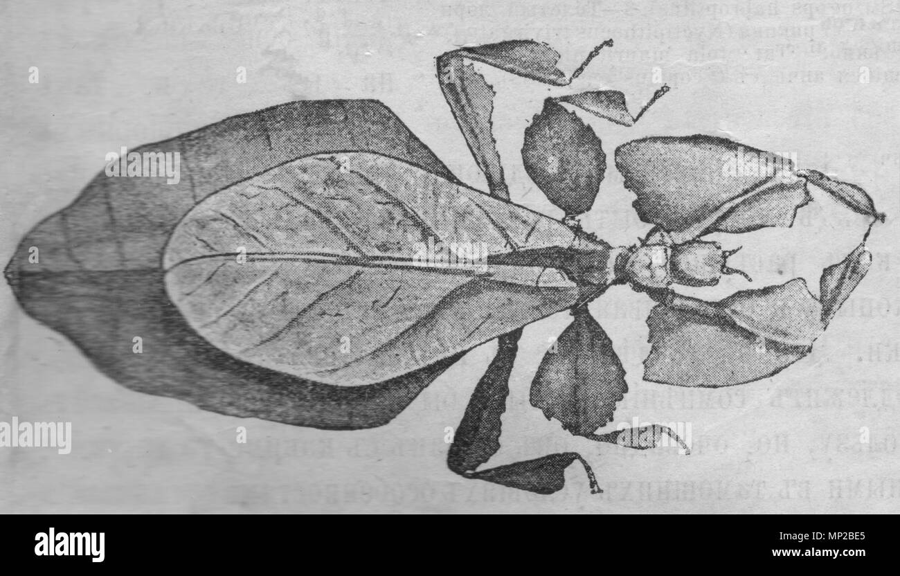 Insect for wildlife magazine hi-res stock photography and images - Alamy