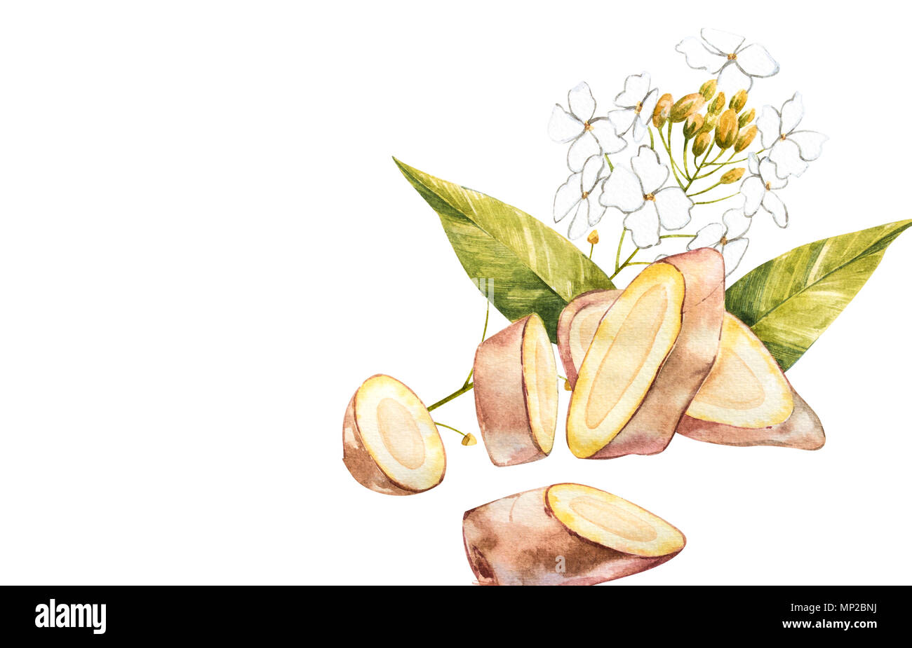 Hand Drawn Ginger watercolor sketch. Illustration For Food Design. Stock Photo