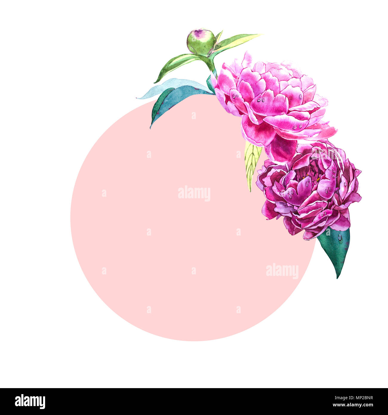 Set watercolor elements of pink peonies. Collection garden flowers ...