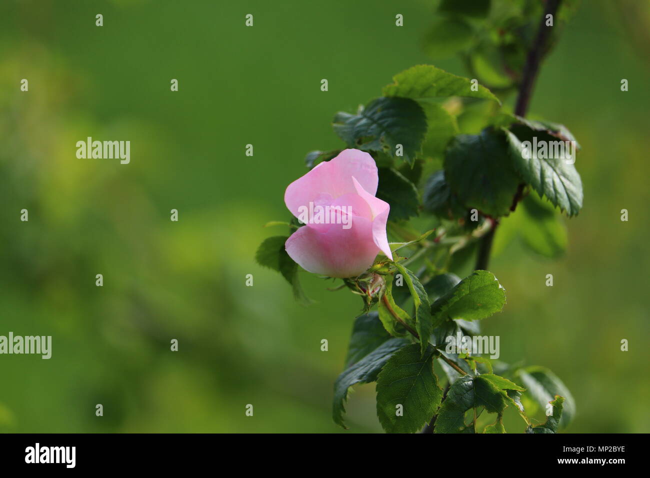 light pink rose (Rosa rugosa) in bloom with beautiful green bokeh and copyspace Stock Photo
