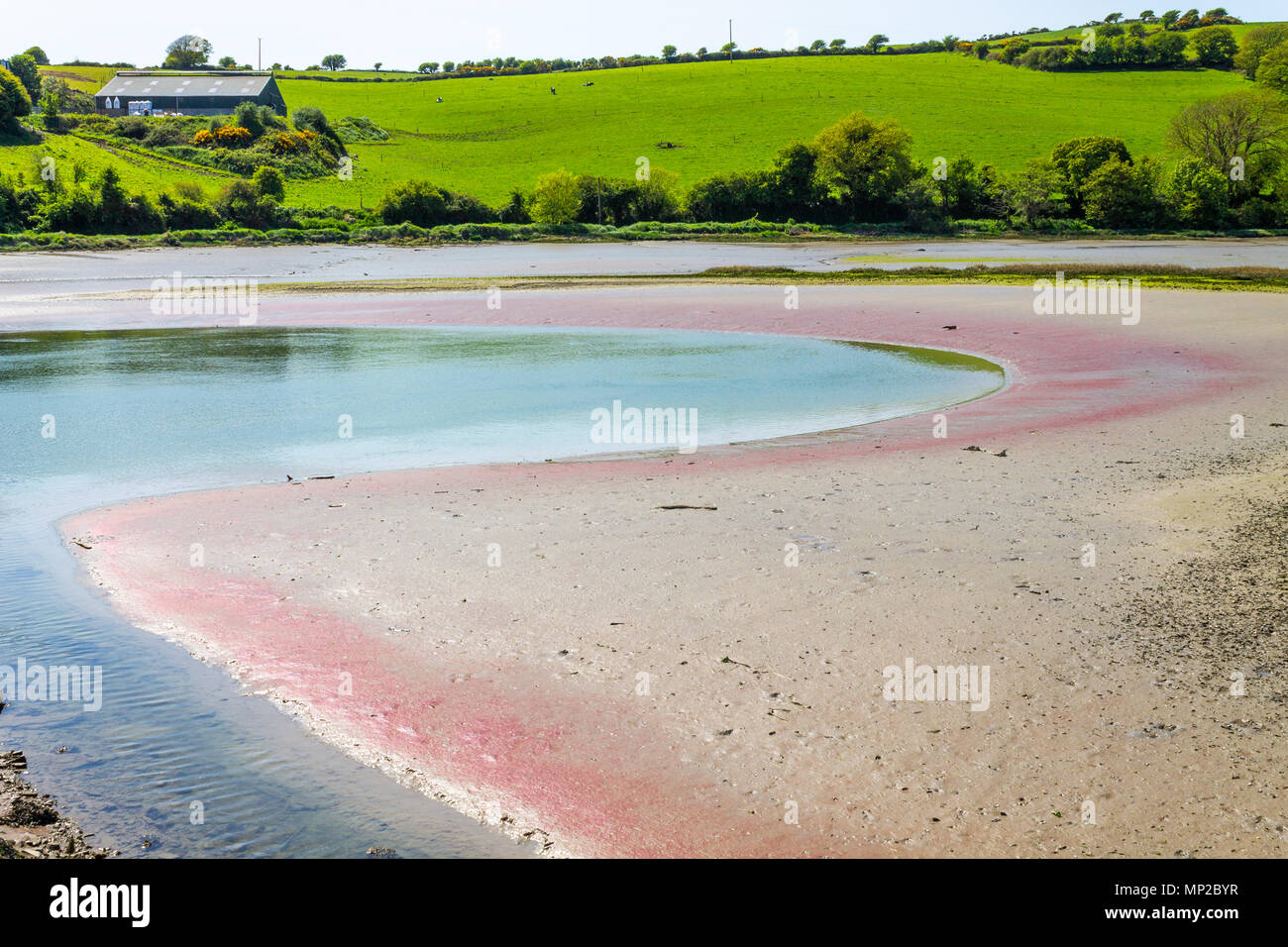 pink sand in a tidal creek created by red coloured algae growing in the sand, staining it red at low tide, near timoleague, ireland, Stock Photo