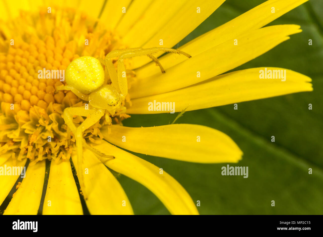 Goldenrod Crab Spider, Misumena vatia, yellow form, resting in yellow flower.  Monmouthshire, Wales, UK Stock Photo