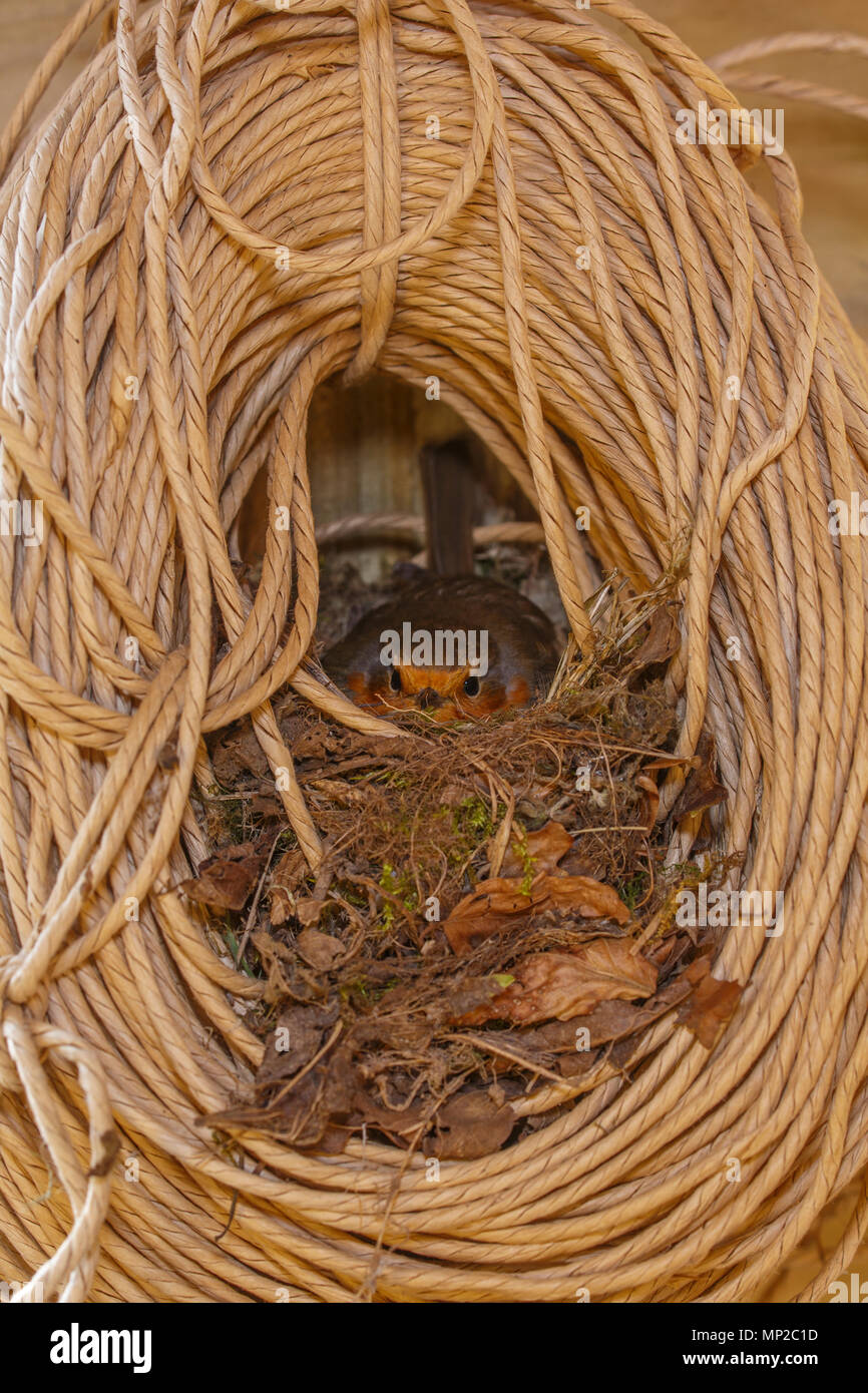 Robin, Erithacus rubecula, nesting in a roll of twine in a garden shed. Monmouthshire, UK. Stock Photo